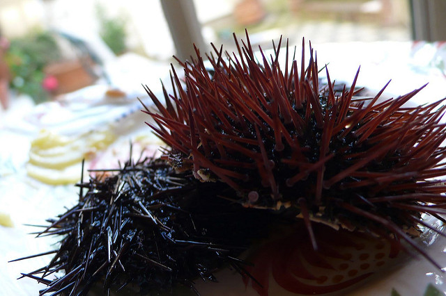 Oursinade marseillaise