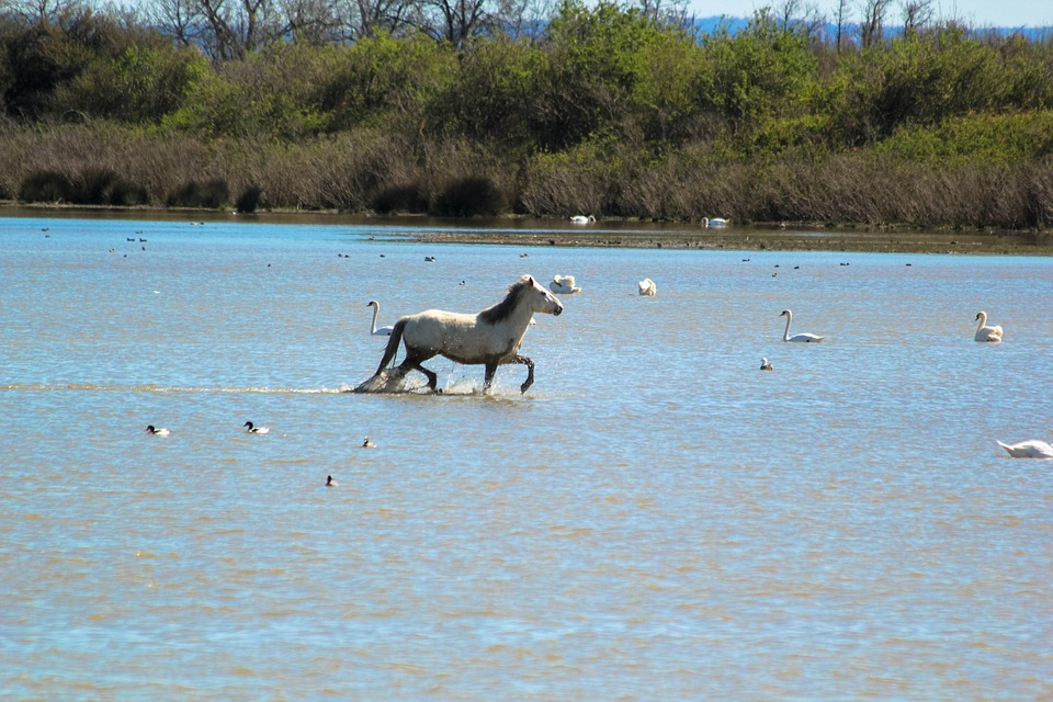 camargue