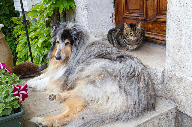 Comme chien et chat