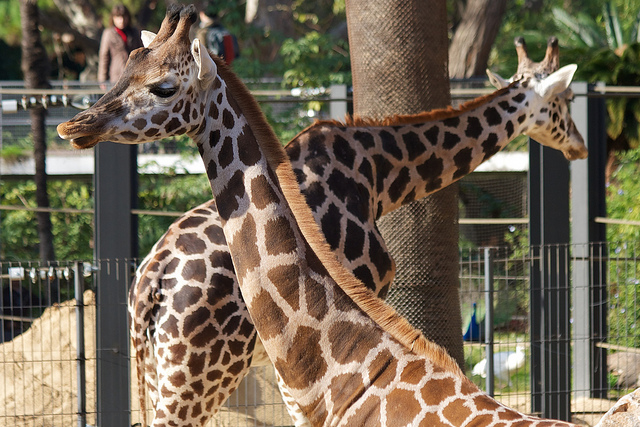 Zoo de Barcelone