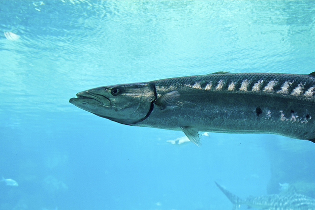 Barracuda