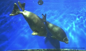 phoques-de-sibu00E9rie