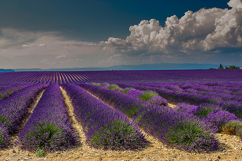 provence