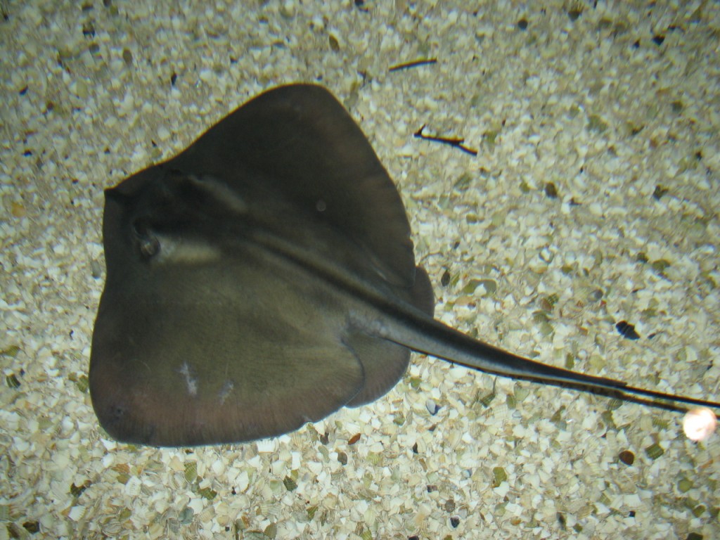 stingray