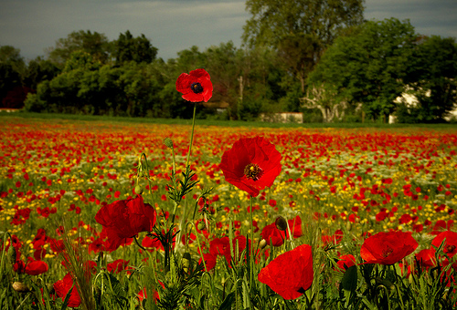 champs de fleurs