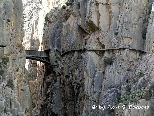 Flickr - Fiore S. Barbato