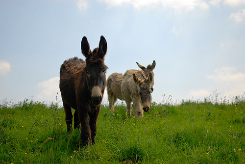 Flickr - Bocage Normand Tourisme