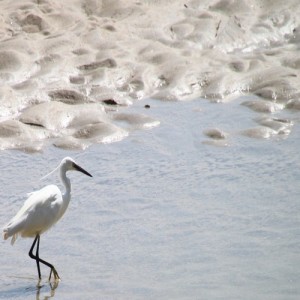 Crédit photo - Pop H