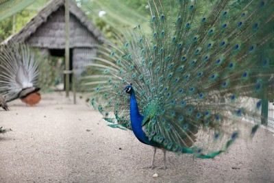 cf-Carl Fougeras la rochelle parc