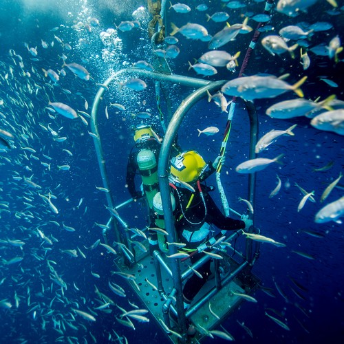 camping paradis MDSU 2 Key West dives September - October 2013