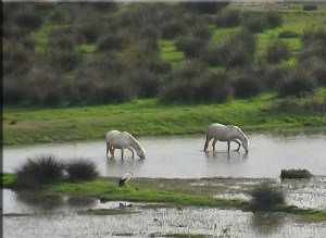 crédit photo- flickr -Don_Gato (LoFi Photography)