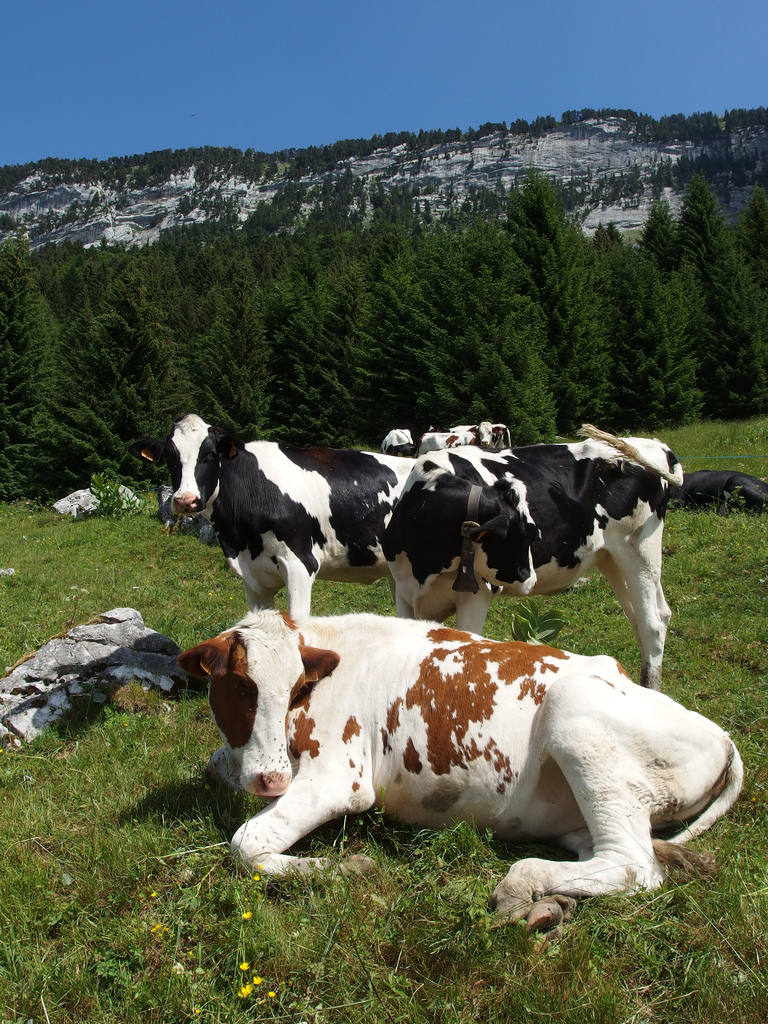 crédit photo flickr -