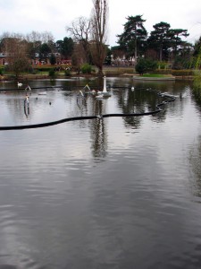 crédit photo- flickr-Roller Coaster Philosophy