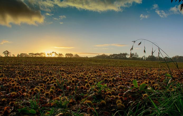Dans les environs de Quimber - pierre Guezingar