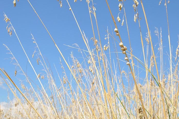 spécialités culinaires de l'île d'Oléron cagouille - frédérique Voisin-Demery