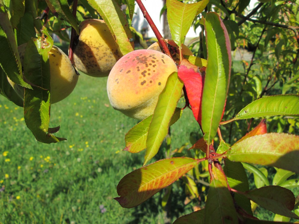 cf - Jean-Pierre - pêches