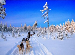 chien de traineau - guillaume bavière