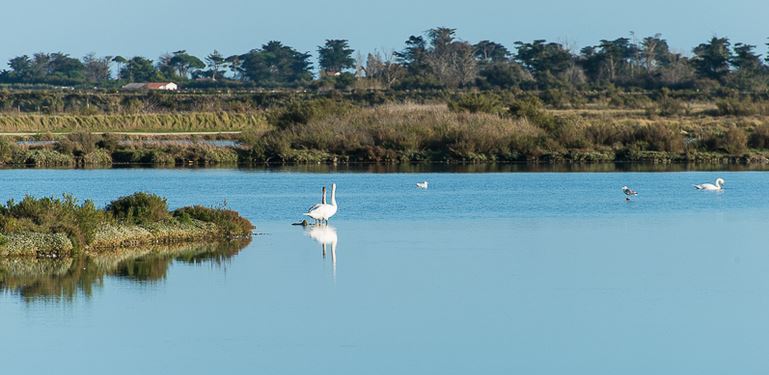 ile de ré - marais à côté d'Ars en ré - Hervé (flickr)