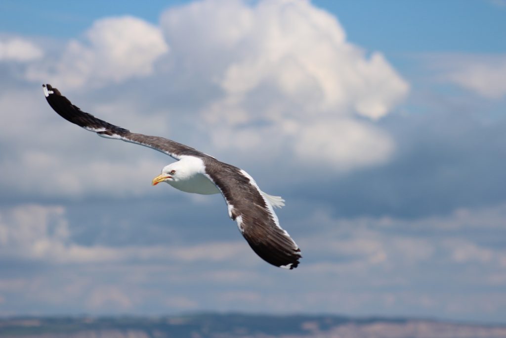 activités nature à l'île d'Oléron