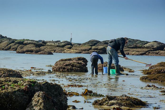 pêche à pied - pierre guezingar
