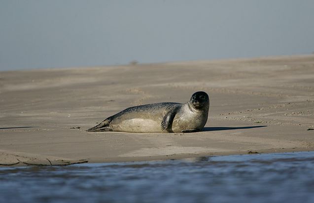 un phoque à Cayeux sur mer