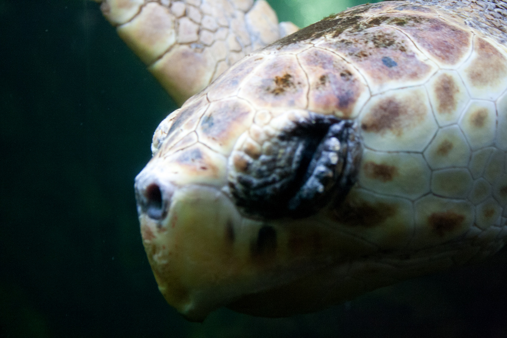 Crédit photo Flickr - Chez Eskay