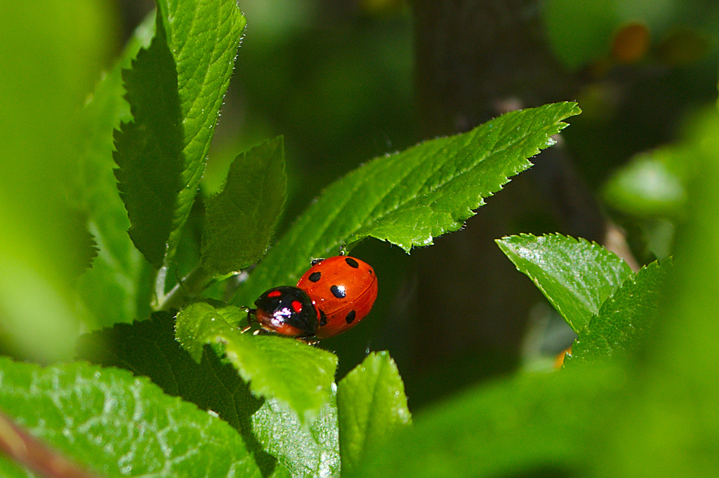 Crédit photo Flickr - fgrollier