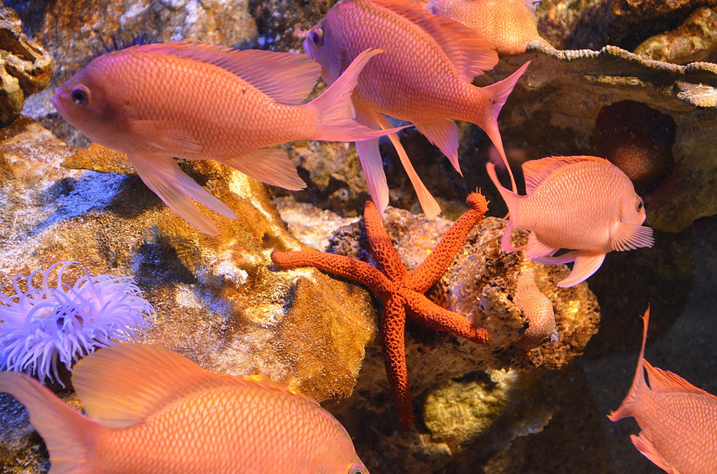 Crédit photo Flickr - ilias_bzh