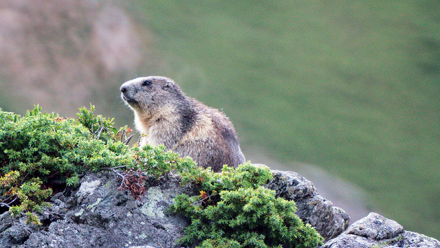 11519812923_f74e166eec_z