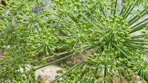 spécialités culinaires Poitou-Charentes