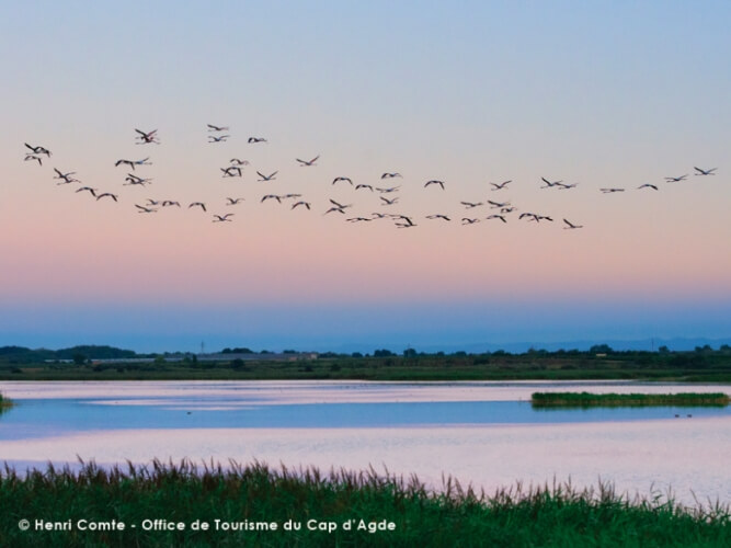 Cap d'Agde Cap d'Agde image