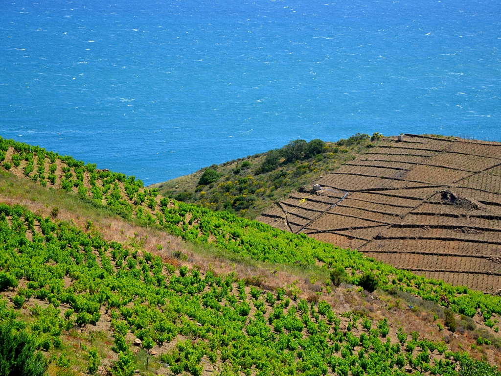 Culture Catalogne du Nord