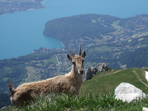 Jeune bouquetin au dessus du lac d'Annecy