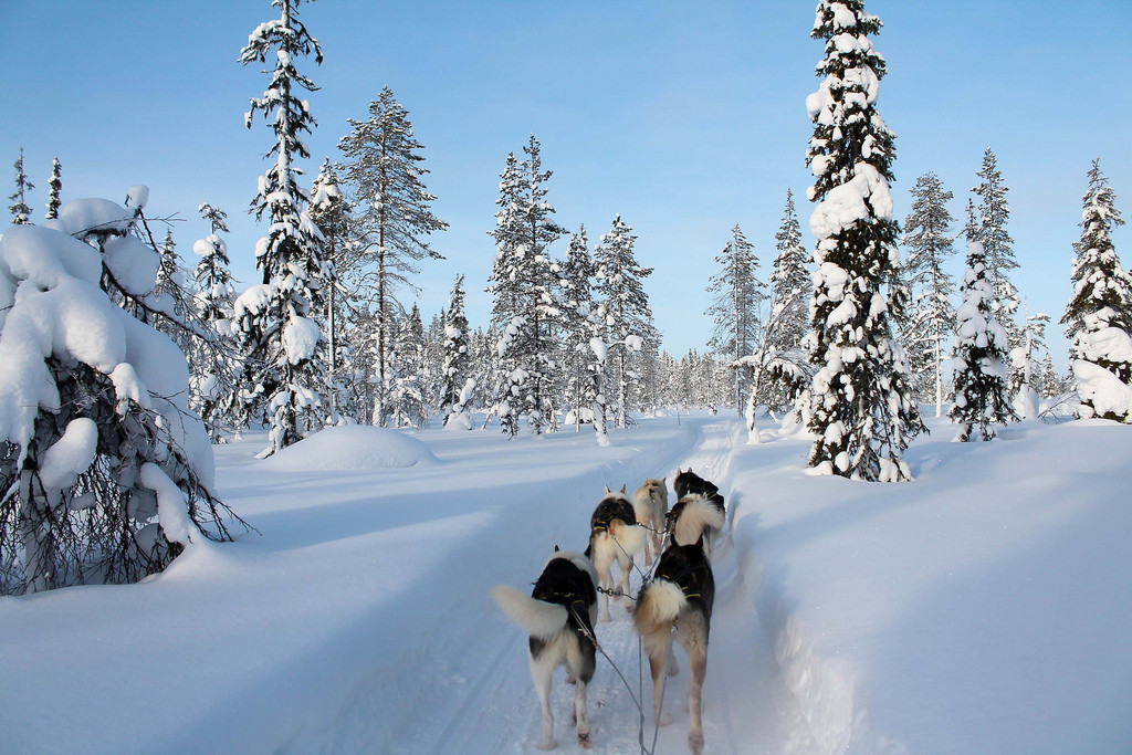La neige autrement avec la conduite d'attelage! - Crédit photo @didier.camus - Flickr