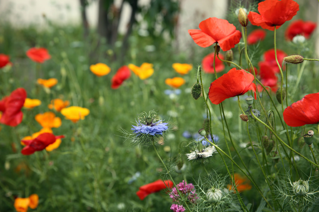 Crédit photo @Isabelle Blanchemain - Flickr