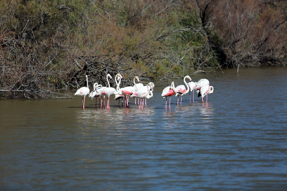Flamants roses - La Camargue @Isasza - Pixabay