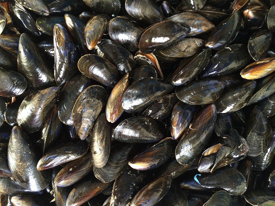 Moules du Morbihan - Crédit photo @Joycemay - Pixabay
