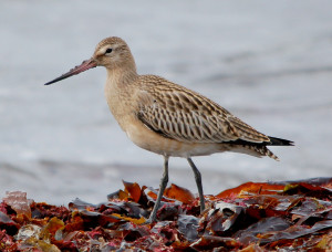 1 - Bréhar - Arnstein Rønning - Flickr