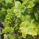 23 - Rasin vert- 445693 - Pixabay