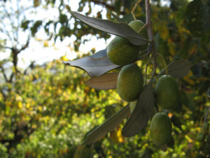 3 - Olives Italie - Josef Grung - Flickr