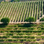 4 - Vignoble Portugal (1) - François Philipp - Flickr