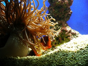 5 - Sea Life - Letiha - Pixabay