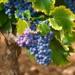 9 - Cépage rouge -mbc-2016 - Pixabay