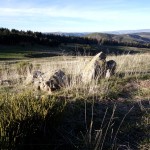 Les Landes 01 - Les Landes - pierbok - Pixabay