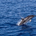 3 - Dauphin - SimonMettler - Pixabay