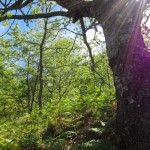 6 - Parc Naturel de Montesinho (2) - Miguel Vieira - Flickr