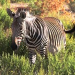 Réserve africaine de Sigeant - Pyrénées orientales - @Claude Valette - Flickr