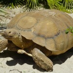 Vallée des tortues - Pyrénées orientales - @Bernard DUPONT - Flickr