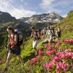 Randonnée sous le Grand Mont dans les rhododendrons sur le tour du Beaufortain - @OT Savoie Mont Blanc