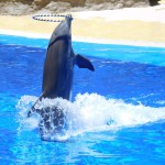 Parc aquatique - Costa Daurada Parc aquatique - Costa Daurada - @federicoghedini - Pixabay